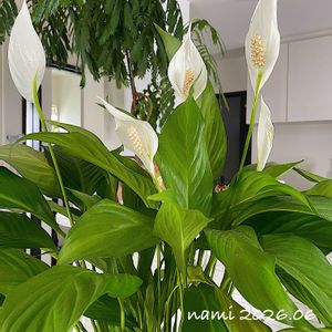 スパティフィラム,エバーフレッシュ,スパティフィラム・キュピード,観葉植物,放置栽培の画像