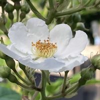 ノイバラ,ノイバラ,マイガーデン,季節の花,花のある暮らしの画像