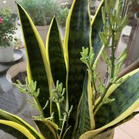 サンスベリア,サンスベリア  ローレンチ,多肉植物,観葉植物,ガーデニングの画像