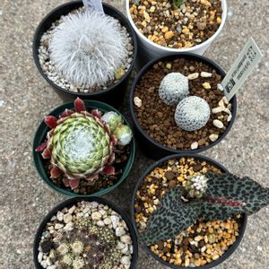 サボテン,多肉植物,チランジア属,多肉植物とサボテン,エアープランツ/チランジアの画像