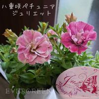 ペチュニア,サフィニア,ペチュニア ジュリエット,サントリーのサフィニア,八重咲きペチュニア ジュリエットの画像