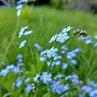 ワスレナグサ,山野草,山歩き,花のある暮らし,可愛いお花の画像