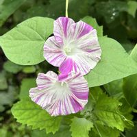 アサガオ,アサガオ,江戸風情,江戸風情,花のある暮らしの画像