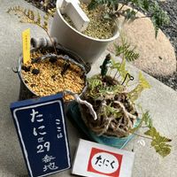 紫陽花,トキワシノブ,アジサイ てまりてまり,アジサイ てまりてまり,アジサイ　紫陽花の画像