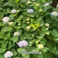アジサイ,可愛い,癒し,アジサイ　紫陽花,紫陽花 アジサイ あじさいの画像