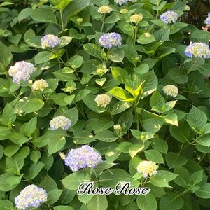 アジサイ,可愛い,癒し,アジサイ　紫陽花,紫陽花 アジサイ あじさいの画像