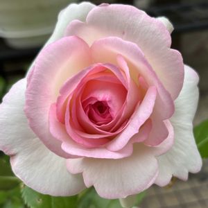ピエールドゥロンサール,バラ鉢植え,Green&PETを愛する会,マダム倶楽部,花の15年組の画像