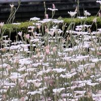 アグロステンマ,京都府立植物園,白い花,平和を願う☆の画像