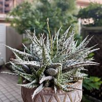 アロエブリザード,アロエ  ハイブリッド,多肉植物,鉢植え,花芽の画像