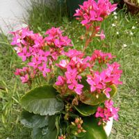 カランコエ,花のある暮らし,お花大好き♡,庭の画像
