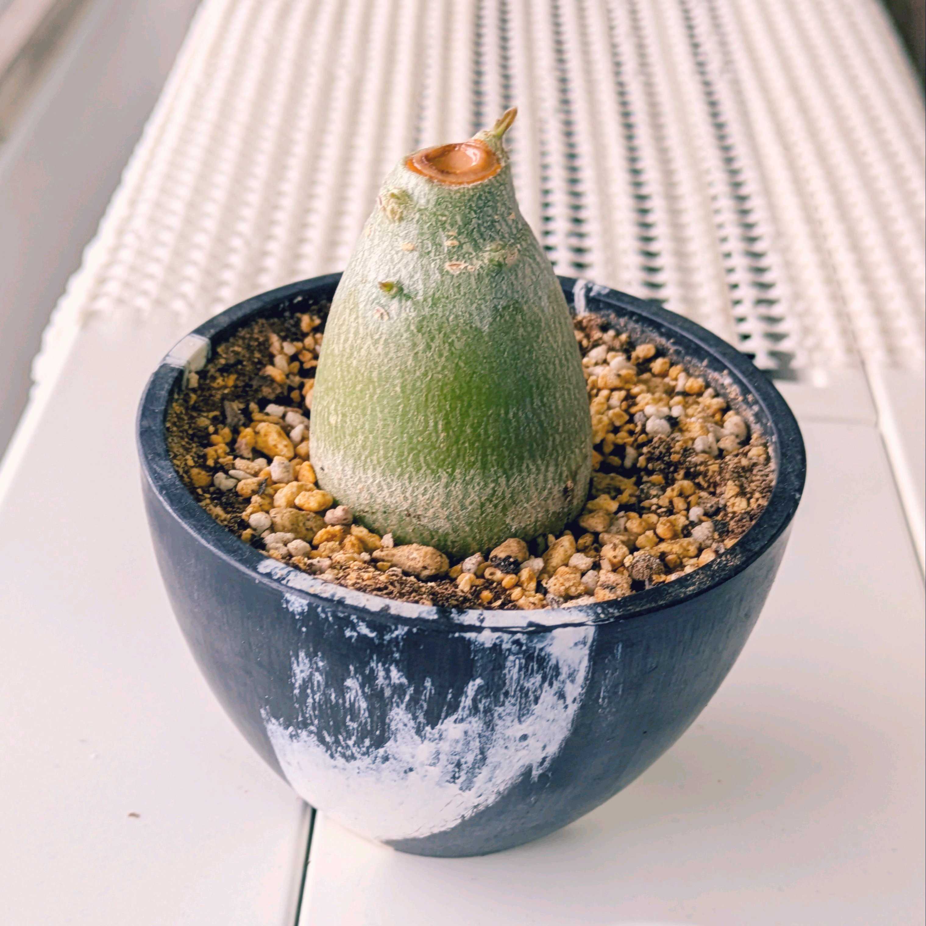 珍奇植物・ビザールプランツ｜🍀GreenSnap（グリーンスナップ）