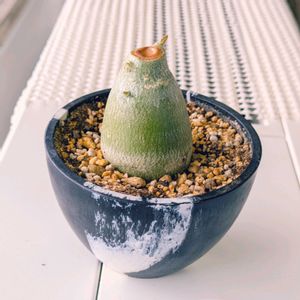 アデニウム,アデニウム,砂漠のバラ,珍奇植物,根塊植物の画像