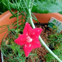 ルコウソウ,庭の花,花のある暮らし,小庭,植物大好きの画像