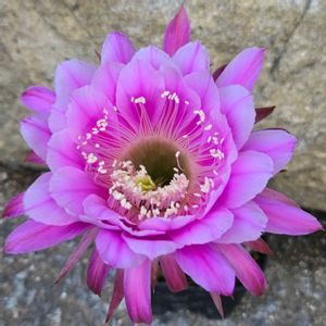 サボテン,花サボテン,サボテンの花,さぼてんの花の画像