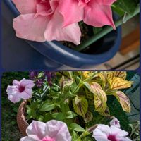 ポーチュラカ,栗の花,サンパラソル ロゼダブル,木曜日は木,木曜日は桃色の画像
