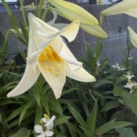テッポウユリ,ゆり　ユリ　百合,可愛い〜♡,白い花,花のある暮らしの画像