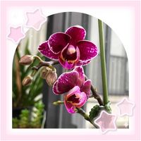 ゼラニウム,ミニ胡蝶蘭,スイトピー,ニワフシ,鉢植えの画像