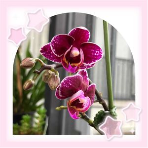 ゼラニウム,ミニ胡蝶蘭,スイトピー,ニワフシ,鉢植えの画像