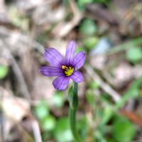 カキツバタ,クレマチス,クレマチス,ホンスミレ,ルリニワゼキショウの画像
