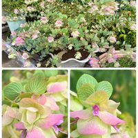 オレガノ,スマホ撮影加工なし,花の15年組の画像