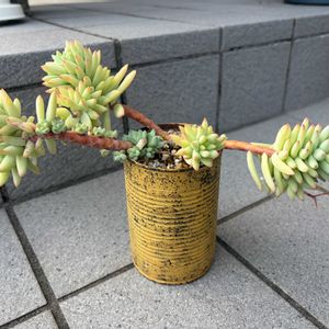多肉植物,暴れ多肉,緑のある暮らし,あばれ多肉の画像