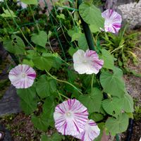 アサガオ,アサガオ 江戸風情,鉢植えの画像
