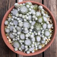 巻絹,多肉植物,子株,鉢植え,ネコ好きの画像