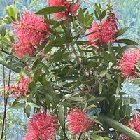 ブラシの木,花壇,ガーデニング,山野草,樹木の画像