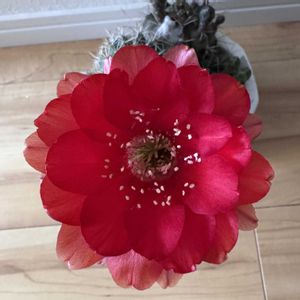 サボテン,サボテンの花✨,多肉植物,サボテンの花,サボテンのある暮らしの画像