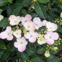 ハイドランジア,紫陽花,鉢植え,色づき始め,おうち園芸の画像