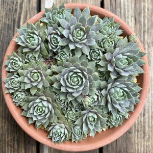 センペル ベリーブルース,センペル ベリーブルース,多肉植物,子株,鉢植えの画像