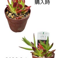 赤鬼城の画像