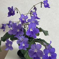 ストレプトカーパス,ストレプトカーパス,ストレプトカーパス,花のある暮らし,室内園芸の画像