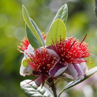 フェイジョア,花木,知人宅のお花,木曜日は木に咲く花の画像
