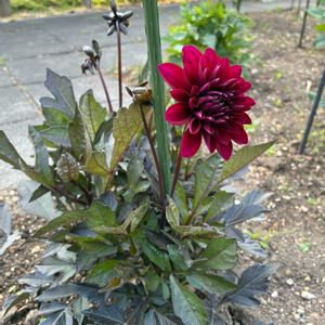 芍薬,姫ウツギ,銅葉ダリア,ズッキーニ(黄),ズッキーニ(緑)の画像