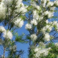 アカンサス,アカンサス,サボテン,ティーツリー,ティーツリーの画像