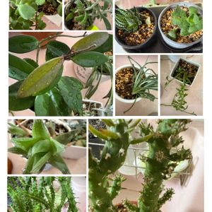 緑のある暮らし,多肉植物.観葉植物,緑の癒し♡,キッチンの画像