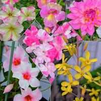 ダリア,トレニア,ペチュニア,マンデビラ,お花いろいろの画像