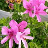 センテッドゼラニウム,フレシャスレモン,花のある暮らし,バラ大好き,咲いてくれてありがとう❤の画像