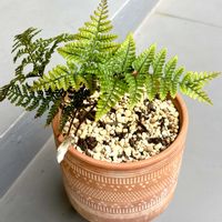 トキワシノブ,これは何？,これは何？,新芽,お気に入り♡の画像