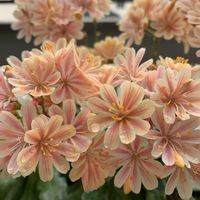 レウィシア,可愛い,和む,花のある暮らし,ありがとう❤️の画像
