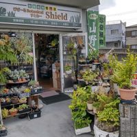 多肉植物,ウラボシ科,ビカクシダ属,食中植物,塊根の画像