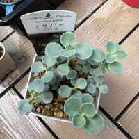 ミセバヤの画像