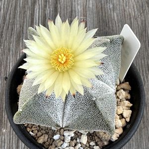 サボテン,四角ランポー,四角鸞鳳玉,サボテン科,サボテンの花の画像