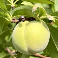 モモ,モモ,実生,ベランダ園芸,みしょり隊の画像
