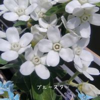 ブルースター,庭の花,花のある暮らし,小庭,植物大好きの画像