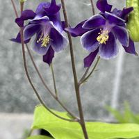 オダマキ,GSのみなさんに感謝♡,青い花マニア,チーム・ブルー,チーム岐阜の画像
