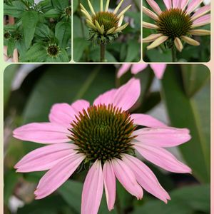 エキナセア,プランター,お花のある暮らし,小さな庭の画像