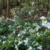 クリンソウ,クリンソウ,コガクウツギ,コガクウツギ,フタリシズカの画像