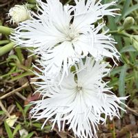 カワラナデシコ,秋の七草,ナデシコ科,さんぽ,日本原産の画像